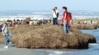 Campaña de sensibilización sobre los beneficios de la Posidonia oceánica (1)