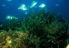 Campaña de sensibilización sobre los beneficios de la Posidonia oceánica (2)