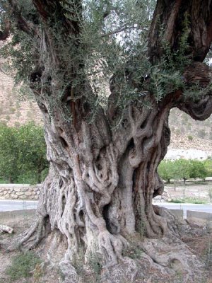 Imagen de la 'Olivera Gorda' de Ricote galardonada en el concurso estatal 'Árbol y Bosque del Año' (2)