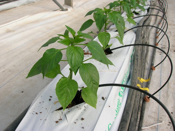 Cultivo sin suelo del pimiento (2)