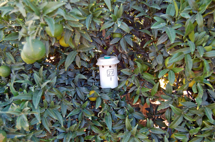 Control de la Mosca de la Fruta (2)