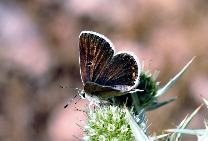Campaña de sensibilización sobre la importancia de las mariposas en Sierra Espuña