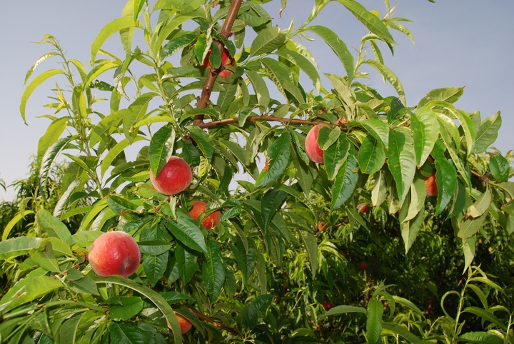 Agricultura obtiene nuevas variedades de melocotón en colaboración con Novamed