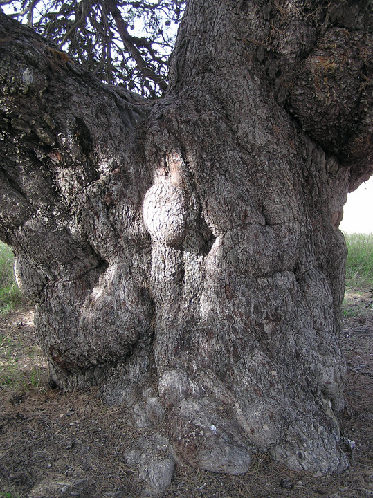 Árboles monumentales en la Región de Murcia