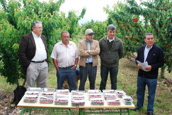 El director del IMIDA, Adrián Martínez (centro), y el investigador Diego Frutos (1i), junto con técnicos de la Consejería, muestran las nuevas variedades de cerezo cultivadas en Jumilla