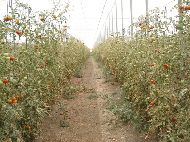 Cultivos de tomate en invernadero