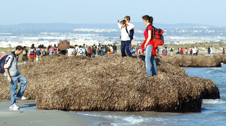 Campaña de sensibilización sobre los beneficios de la Posidonia oceánica (1)