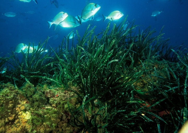 Campaña de sensibilización sobre los beneficios de la Posidonia oceánica (2)