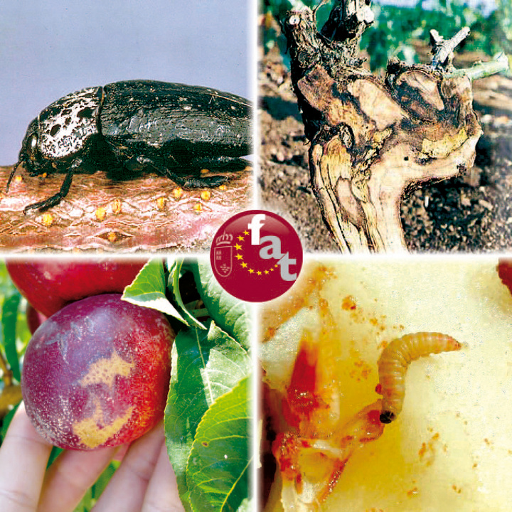 Curso especializaci&oacute;n en la gesti&oacute;n integrada de plagas