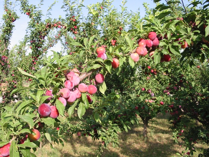 Agricultura ecológica