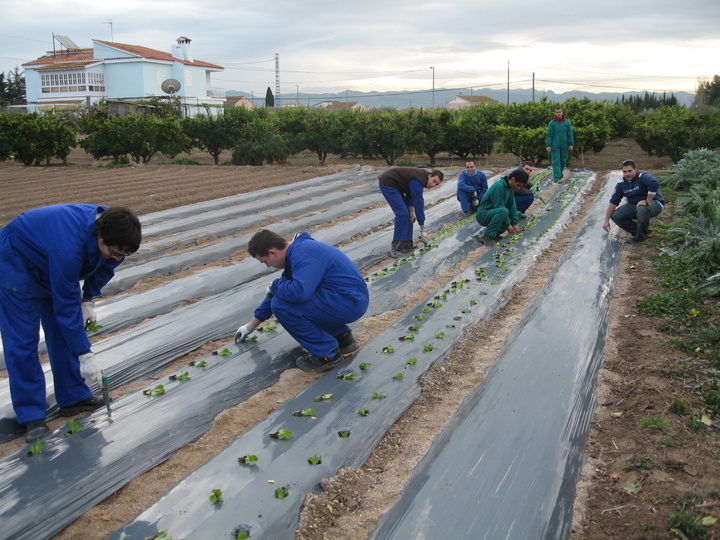 Alumnos del CIFEA de Lorca realizan prácticas en cultivos acolchados.