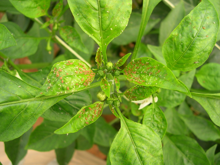 Pulgones en pimiento de invernadero