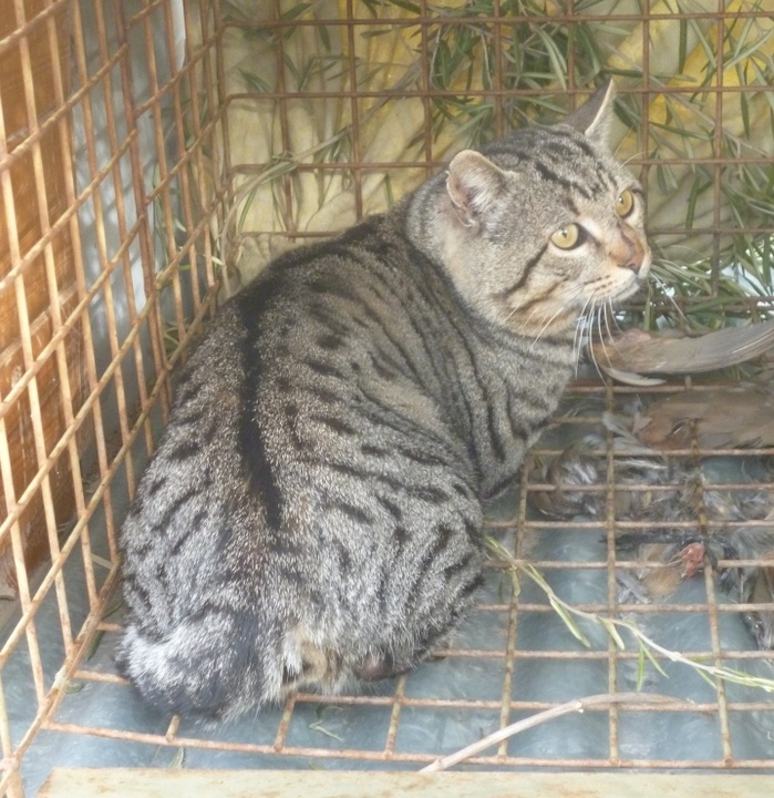 Gato montés