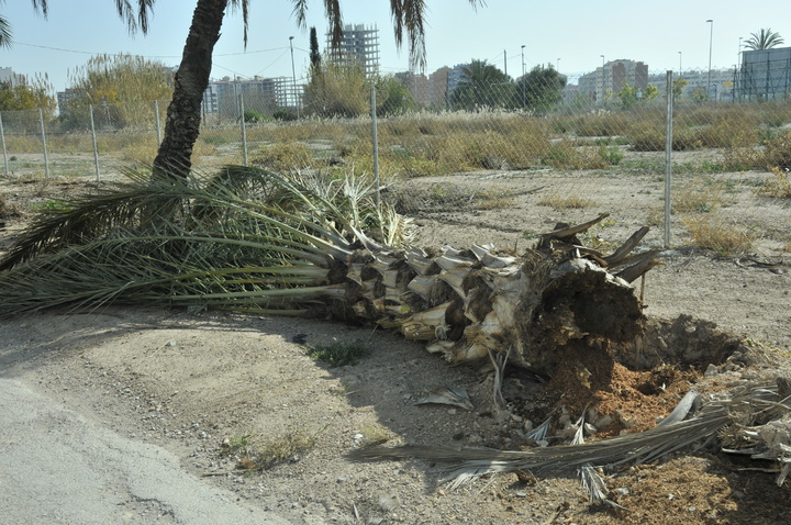 Ejemplar de palmera afectada por el picudo rojo